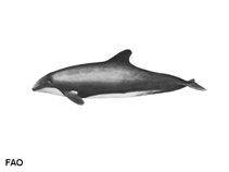 Image of Cephalorhynchus eutropia (Black dolphin)