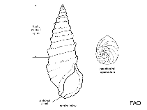 Image of Rhinoclavis matukense 