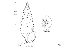 Image of Cerithium caeruleum (Cerithium snail)