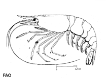 Image of Chlorotocus crassicornis (Green shrimp)