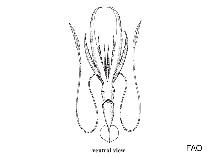 Image of Chiroteuthis joubini 