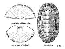 Image of Acanthopleura spinosa (Spinose chiton)