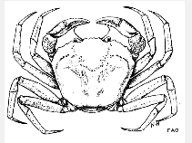 Image of Chaceon maritae (West African geryon)