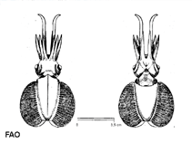 Image of Chtenopteryx sicula (Sicilian comb-finned squid)