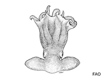Image of Cirroctopus antarcticus 
