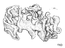 Image of Codium setchellii (Spongy cushion)
