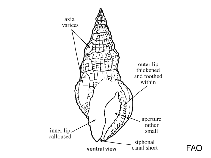 Image of Iredalula venusta 