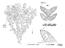 Image of Amphiroa hancockii 