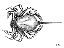 Image of Jonas distincta 