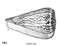 Image of Conus suratensis (Suratan cone)