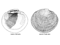 Image of Codakia tigerina (Pacific tiger lucine)