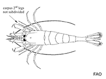 Image of Rhynocrangon alata (Saddleback shrimp)