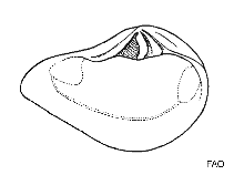 Image of Crassinella dupliniana (Pointed Crassinella)