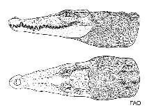 Image of Crocodylus mindorensis (Philippine crocodile)