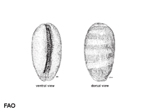 Image of Cypraea bouteti (Boutet\