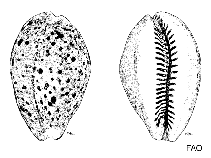 Image of Cypraea valentia (Prince cowrie)