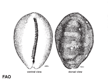Image of Cypraea schilderorum (Schilder\