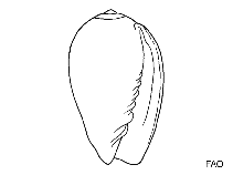 Image of Granulina aidae 
