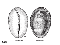 Image of Cypraea ventriculus (Tummy cowrie)