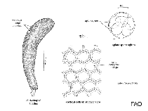 Image of Batophora oerstedii 