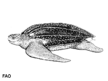 Image of Dermochelys coriacea (Leatherback turtle)