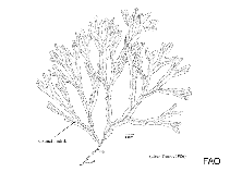 Image of Dictyota bartayresiana (Forded sea tumbleweeds)