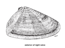 Image of Donax cuneatus (Cuneate Donax)