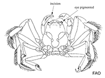 Image of Paradorippe granulata (Granulated mask crab)