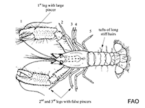 Image of Enoplometopus gracilipes (Reef lobster)