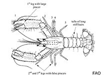 Image of Enoplometopus chacei 