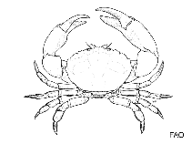 Image of Eriphia smithii (Rough redeyed crab)