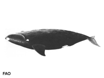 Image of Eubalaena australis (Southern right whale)