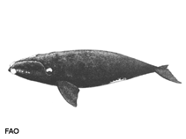 Image of Eubalaena glacialis (North Atlantic right whale)
