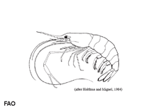 Image of Palaemon styliferus (Roshna prawn)