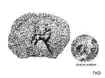 Image of Favia fragum (Golfball coral)