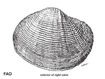 Image of Fimbria fimbriata (Common basket lucina)