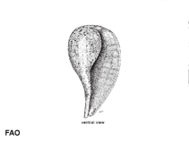 Image of Ficus subintermedia (Underlined fig shell)