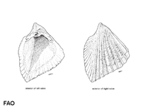 Image of Fragum hemicardium (Pacific half cockle)