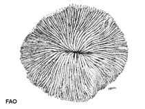 Image of Fungia fungites (Common mushroom coral)