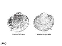 Image of Fulvia papyracea (Paper cockle)