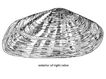 Image of Gari elongata (Elongate sunset clam)