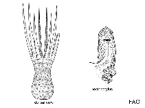 Image of Galeoctopus lateralis (Sharkclub octopus)