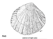 Image of Gafrarium pectinatum (Tumid venus)