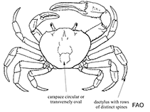 Image of Discoplax hirtipes (Blue land crab)