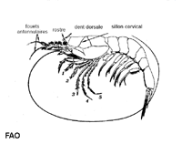 Image of Amalopenaeus elegans 