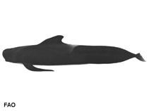 Image of Globicephala melas (Long-finned pilot whale)