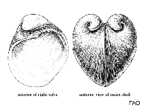 Image of Glossus vulgaris 
