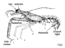 Image of Neoglyphea inopinata (Fenix lobster)