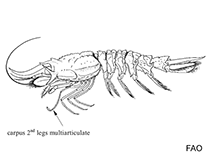 Image of Glyphocrangon alata 