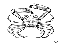 Image of Frevillea hirsuta (Tufted broadface crab)